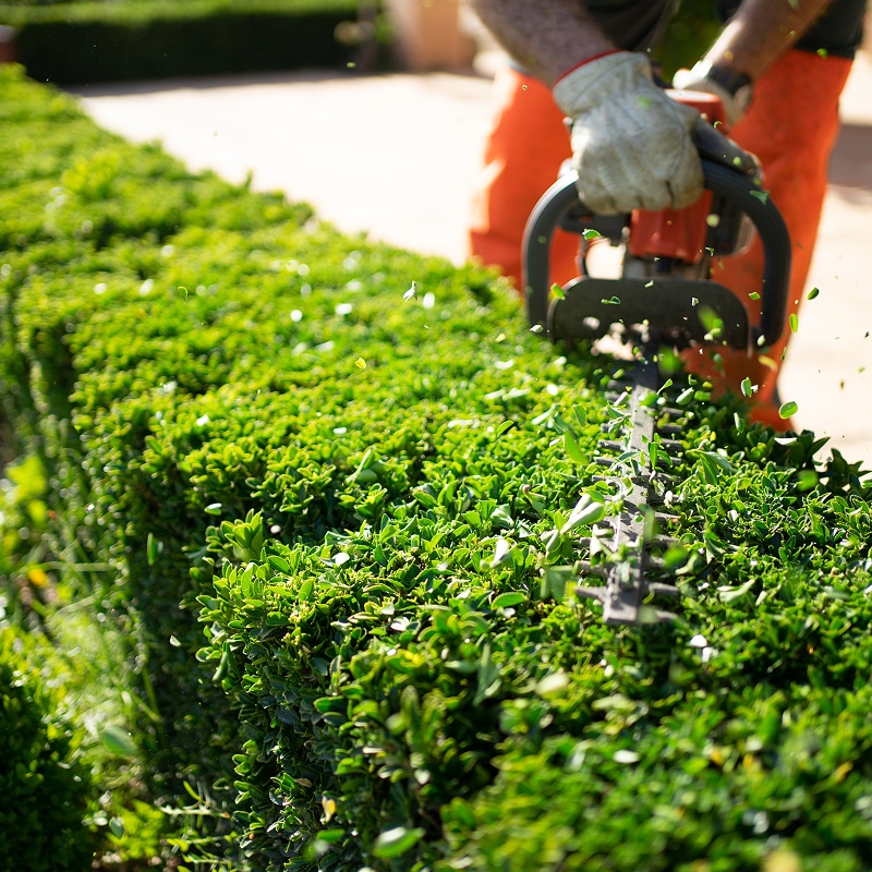 Jardinier en gants taille une haie verte dense avec un taille-haie électrique, des feuilles coupées volent autour. Entretien de jardin.