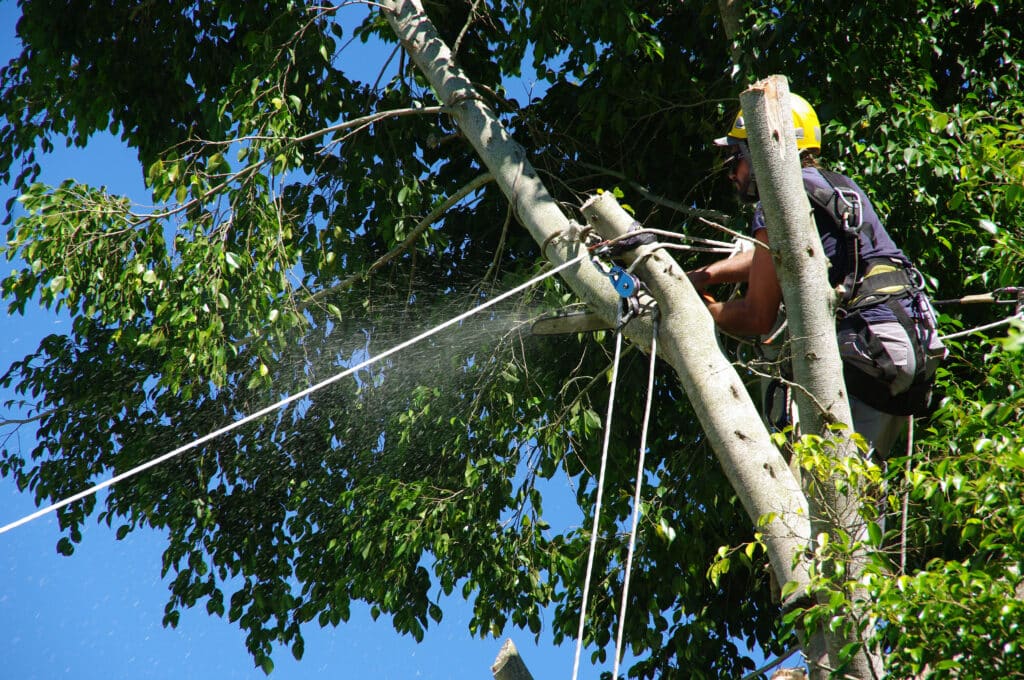 Arboriste en harnais et casque jaune taille un arbre avec une tronçonneuse. Des copeaux volent. Élagage sécurisé en hauteur avec système de cordes.