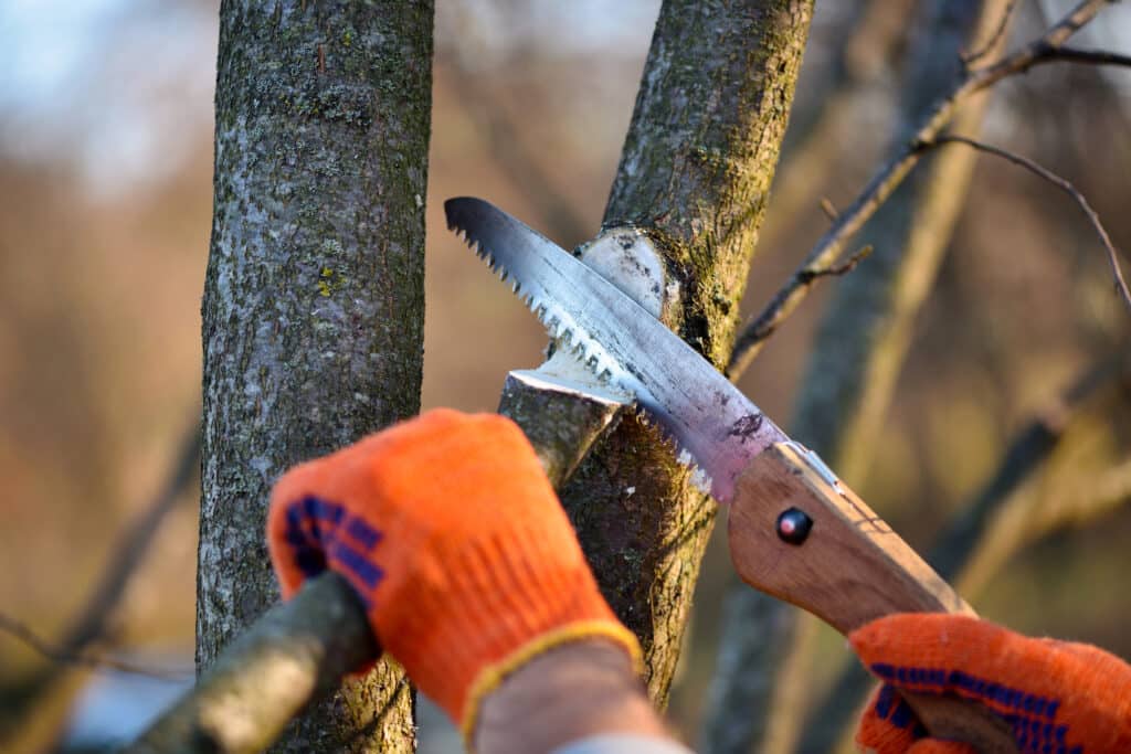 Une personne gantée d'orange coupe une branche d'arbre avec une scie à main, produisant des copeaux de bois. Travail d'élagage forestier.