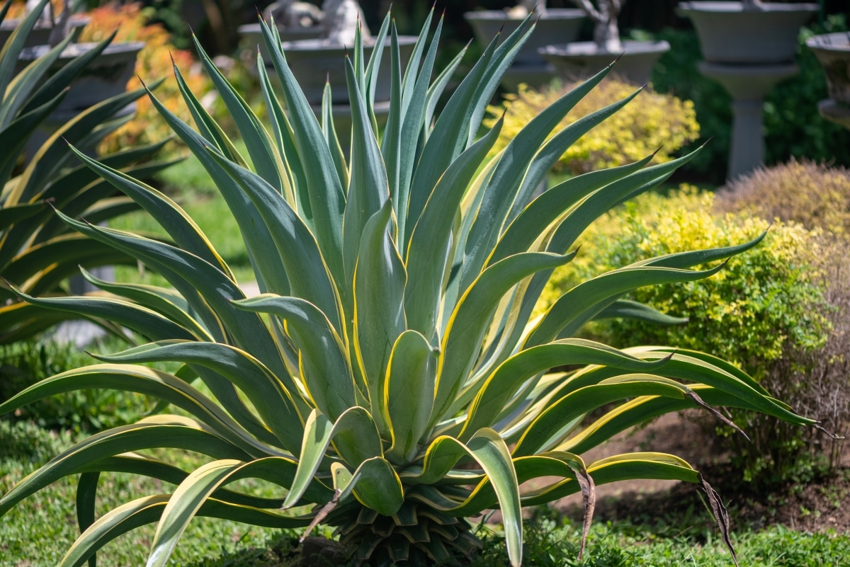 Agave variegata aux feuilles pointues vertes et jaunes dans un jardin paysager lumineux.