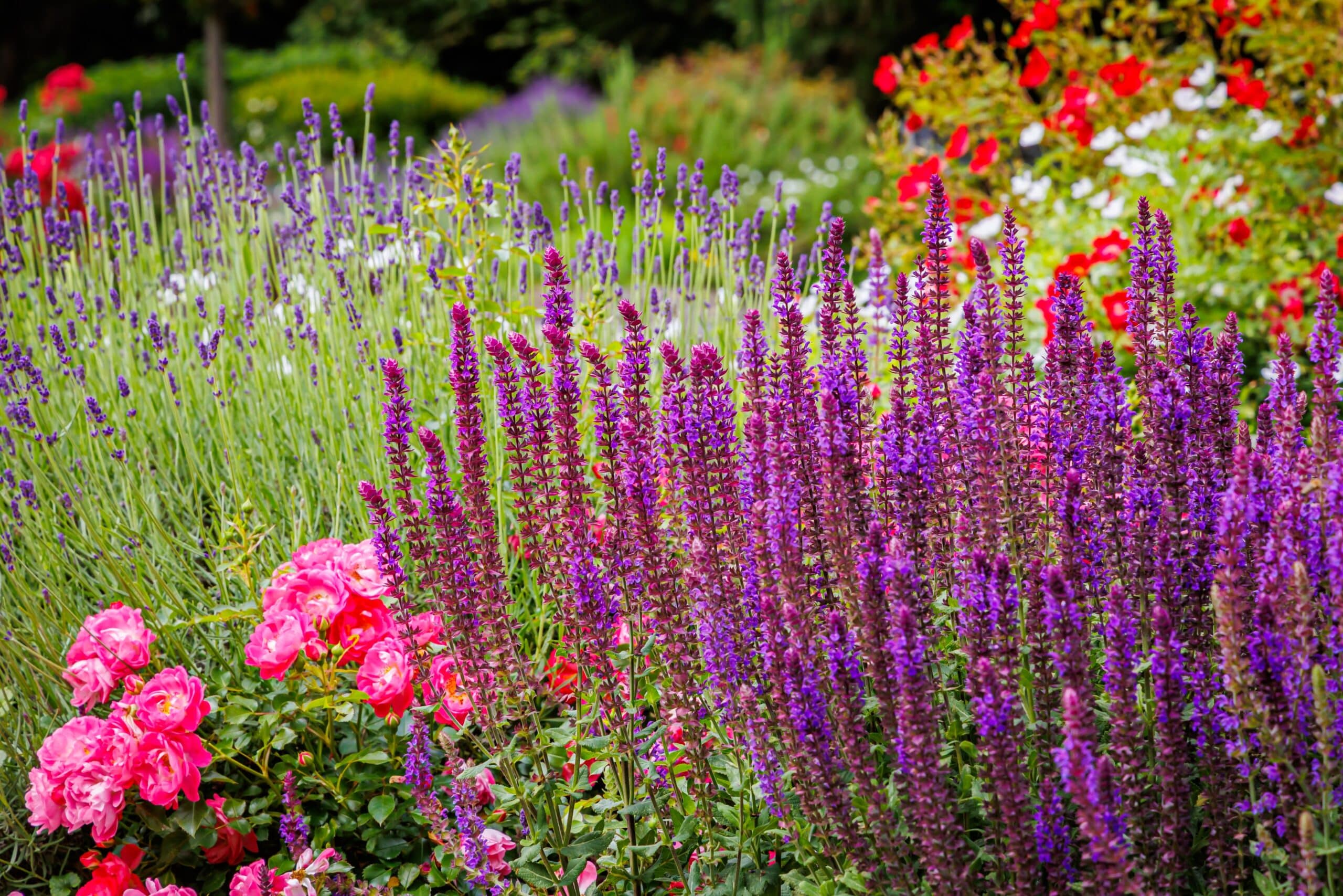 Sauge pourpre, roses roses et lavande fleurissent dans un jardin d'été aux couleurs vives et apaisantes.