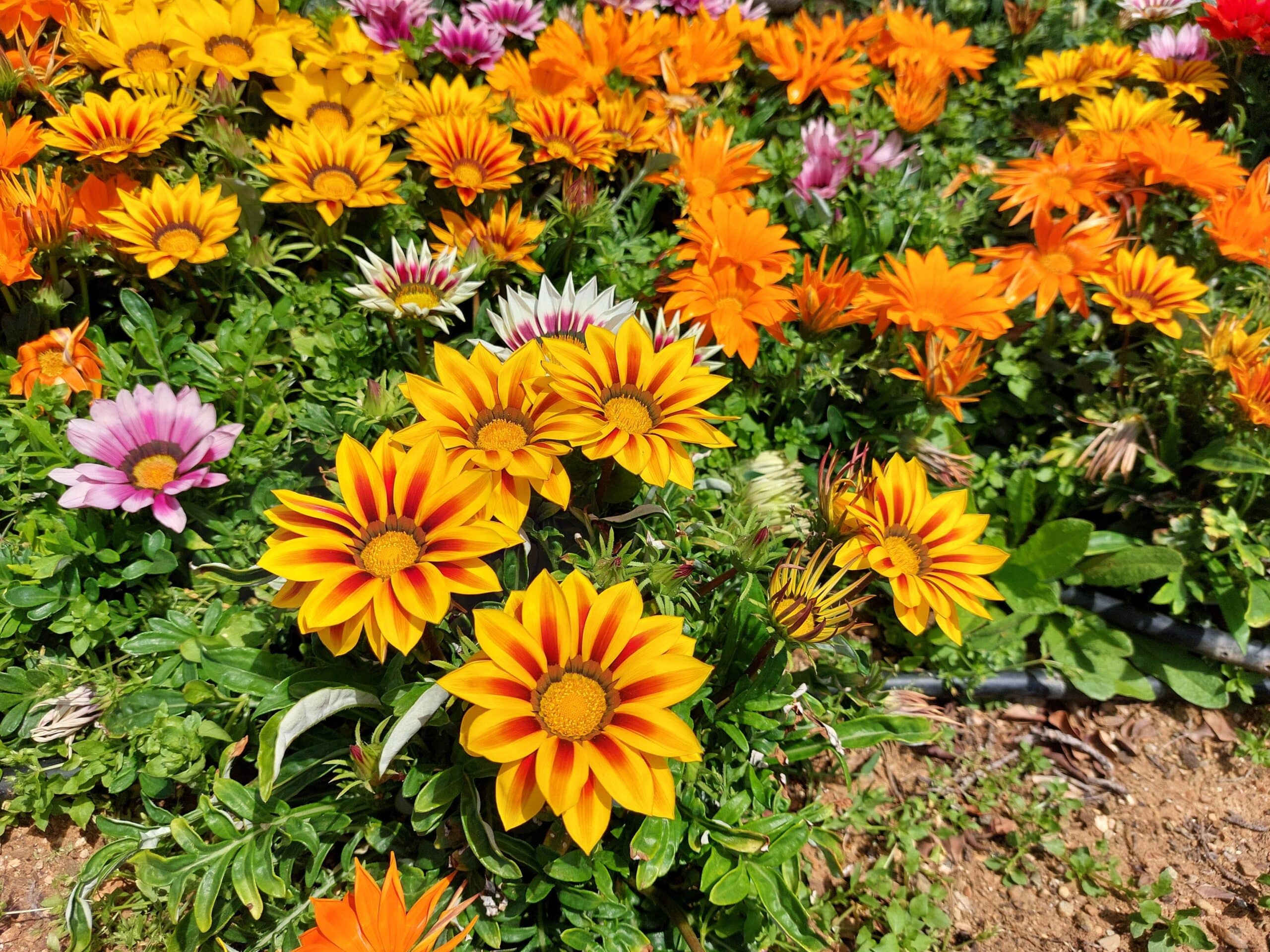 Gazanias éclatants jaunes à bandes rouges, orange et roses dans un massif ensoleillé au feuillage vert dense.